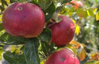 Afbeelding Appel 'Idared' - Malus domestica 'Idared'