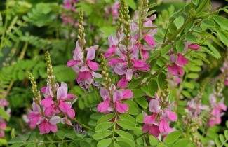 Afbeelding Indigostruik - Indigofera heterantha