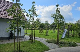 Afbeelding Gele pavia - Aesculus flava 'Vestita'