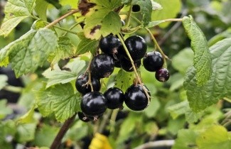 Afbeelding Zwarte bes - Ribes nigrum