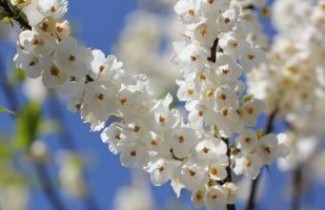 Afbeelding Sneeuwklokjesboom 'Carolina' - Halesia carolina