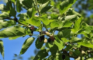 Afbeelding Zwarte moerbei - Morus nigra