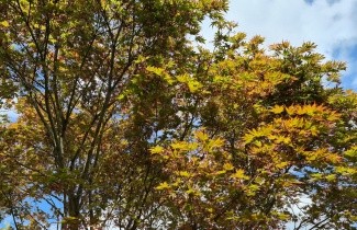 Afbeelding Japanse Esdoorn 'Masu-kagami' - Acer palmatum 'Masu-kagami'