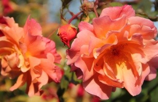 Afbeelding Klimroos Westerland - Rosa (H) 'Westerland'
