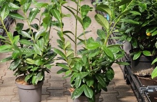 Afbeelding Laurierkers 'Novita' - Prunus laurocerasus 'Novita'
