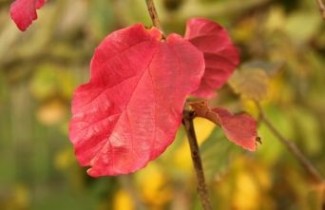Afbeelding Perzisch IJzerhout - Haagscherm - Parrotia persica