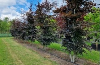 Afbeelding Rode Beuk - Fagus sylvatica 'Atropunicea'
