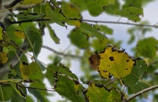 Afbeelding Ratelpopulier - Populus tremula