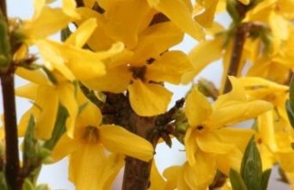 Afbeelding Chinees klokje 'Weekend' - Forsythia intermedia 'Weekend'