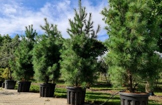 Afbeelding Tranenden 'Densa' - Pinus wallichiana 'Densa'