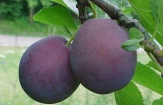 Afbeelding Pruim 'Monsieur Hatif' - Prunus domestica 'Monsieur Hatif'