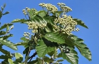 Afbeelding Zweedse Lijsterbes 'Brouwers' - Sorbus intermedia 'Brouwers'
