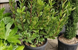 Afbeelding Aardbeiboom - Arbutus unedo 'Compacta'