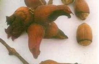 Afbeelding Hazelnoot 'Roodpit Lambertsnoot' - Corylus avellana 'Roodpit Lambertsnoot'