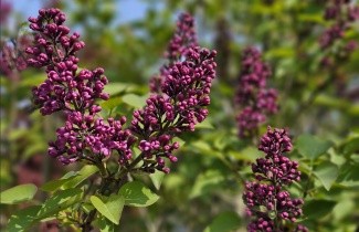Afbeelding Sering 'Andenken an ludwig späth' - Syringa vulgaris 'Andenken an ludwig späth'