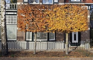 Afbeelding Leibeuk - Fagus sylvatica
