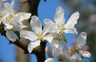Afbeelding Wilde appel - Malus sylvestris