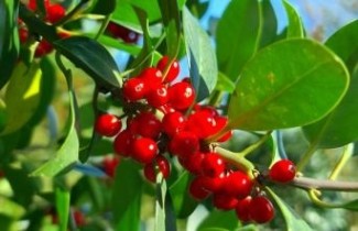 Afbeelding Hulst 'Limsi' - Ilex aquifolium 'Limsi'