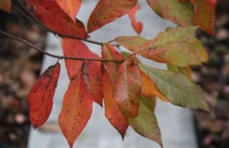 Afbeelding Zwarte tupeloboom 'Sheffield Park'  - Nyssa sylvatica 'Sheffield Park'