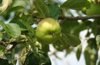 Afbeelding Appel 'Present van Engeland' - Malus domestica 'Present van Engeland'