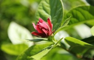 Afbeelding Meloenboompjes specerijenstruik - Calycanthus floridus