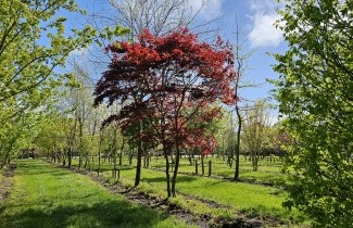 Afbeelding Japanse Esdoorn 'Red Flash' - Acer palmatum 'Red Flash'