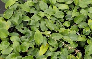Afbeelding Hartlelie 'Halcyon' - Hosta tardiana 'Halcyon'