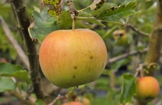 Afbeelding Appel 'Jonagold' - Malus domestica 'Jonagold'