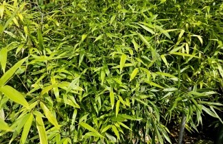 Afbeelding Haagbamboe - Phyllostachys bissetii