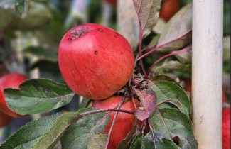 Afbeelding Zuilappel 'Red Sensation' - Malus domestica 'Red Sensation'
