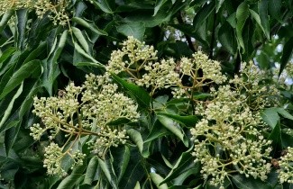 Afbeelding Bijenboom - Tetradium daniellii