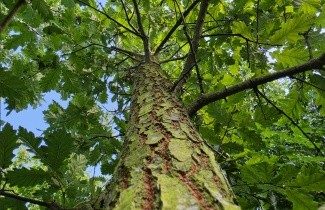 Afbeelding Moseik - Quercus cerris