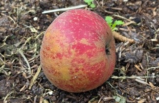 Afbeelding Appel 'Rode Boskoop' - Malus domestica 'Rode Boskoop'