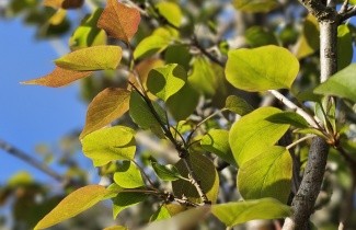 Afbeelding Chinese sering 'Gimborn's China Pearl' - Syringa pekinensis 'Gimborn's China Pearl'