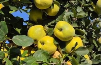 Afbeelding Kweepeer - Cydonia oblonga 'Champion'