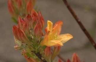 Afbeelding Azalea 'Fireball' - Rhododendron (AK)  'Fireball'