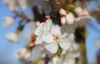 Afbeelding Sierkers 'Royal Flame' - Prunus 'Royal Flame'