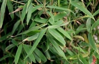 Afbeelding Bamboe 'Super Jumbo' - Fargesia murieliae 'Super Jumbo'