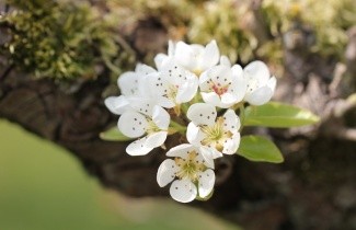 Afbeelding Handpeer "Concorde" - Pyrus communis 'Concorde'