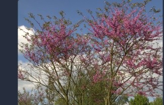 Afbeelding Judasboom 'Tennesee Pink' - Cercis canadensis 'Tennesee Pink'