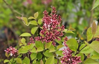 Afbeelding Sering 'Josée' - Syringa 'Josée'