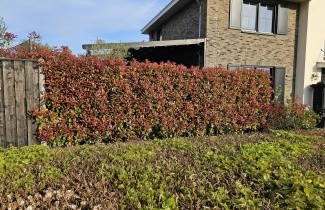 Afbeelding Glansmispel - Photinia fraseri 'Red Robin'