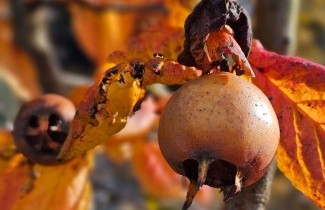 Afbeelding Mispel - Mespilus germanica