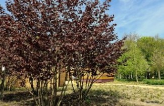 Afbeelding Roodbladige hazelnoot - Corylus maxima 'Purpurea'