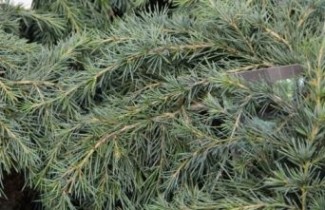 Afbeelding Himalayaceder 'Feelin Blue' - Cedrus deodara 'Feelin Blue'