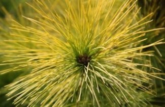 Afbeelding Weymouthden 'Louie' - Pinus strobus Louie