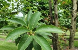 Afbeelding Chinese tupeloboom - Nyssa sinensis