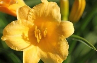 Afbeelding Daglelie geel - Hemerocallis 'Stella de Oro'