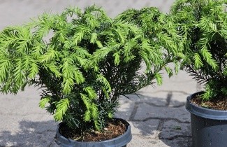 Afbeelding Venijnboom - Taxus baccata 'Repandens'