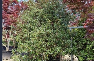 Afbeelding Sneeuwbal 'Pragense' - Viburnum 'Pragense'